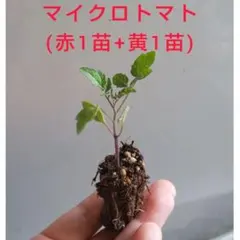 マイクロトマト (赤色+黄色) : 各1苗(セル苗) 野菜苗 実生苗 家庭菜園のサムネイル
