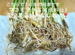 마코모타케 버섯 묘목은 10통 (신선한 것) 으로 재배할 수 있습니다. 완전 무농약이며 비료도 필요 없습니다 ❣️