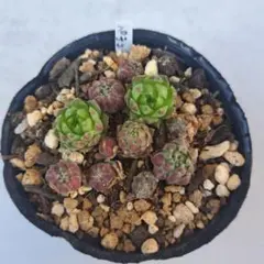 2026年最新】センペルビウムの人気アイテム - メルカリ