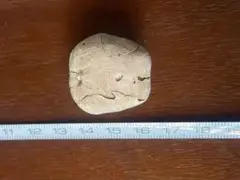 ウニの化石 古代のバフンウニ？