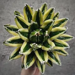 2025年最新】輝山 アガベの人気アイテム - メルカリ