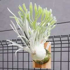 2026年最新】p.veitchii auburn riverの人気アイテム - メルカリ