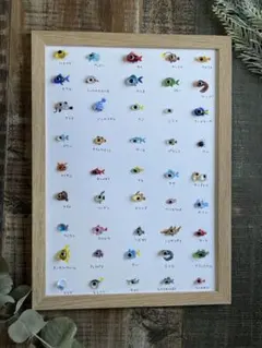 シーグラスアート☆No.473図鑑 海の生き物 ギフトプレゼント