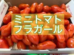 ミニトマト(フラガール)1kg ⑩