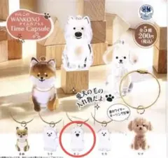 わんこのタイムカプセル モコ 1点WANKONO Time Capsule