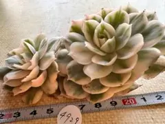 s*0様 4929新入荷　オンスロー錦　エケベリア　多肉植物　撮影2月22日