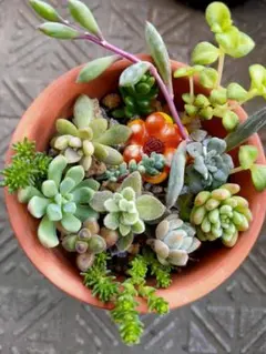 多肉植物カット苗セット［希望によりリメイク缶］ - メルカリ