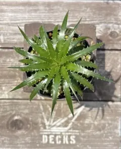 2025年最新】ディッキア ダコタの人気アイテム - メルカリ