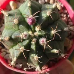 サボテンの種類について学んだら、ユニークすぎてもっとサボテンを育て