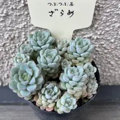 S*3様 つぶつぶ屋さん【ざらめ】抜き苗のサムネイル