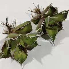 2026年最新】アガベ星空の人気アイテム - メルカリ