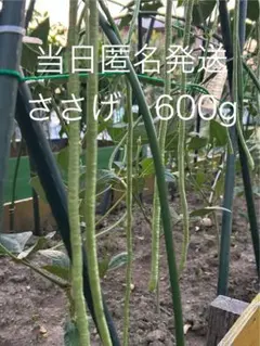 ササゲ　豆角　ささげ豆　600g 無農薬　家庭菜園　自然栽培　本日収穫のサムネイル