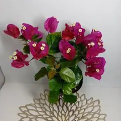 2026年最新】ブーゲンビリアの人気アイテム - メルカリ