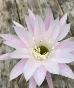 ライデン様 リクエスト 4点 まとめ商品