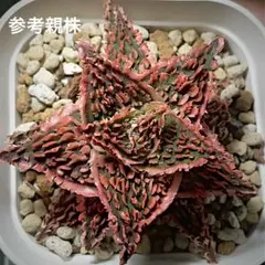 アロエ コニフェラ×カスティロニアエ(国内実生苗です) - メルカリ