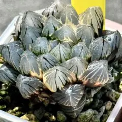 舞*o様 OMオブツーサ錦　親株　超美株　ハオルチア　観葉植物　36