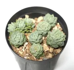 多肉植物 ライムアンドチリ 抜き苗 エケベリア - メルカリ