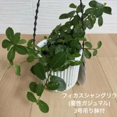 つる性ガジュマル フィカスシャングリラ 抜き苗 根付き こけし - メルカリ