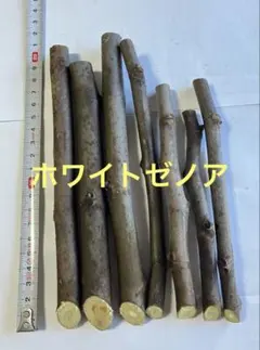 イチジク（ホワイトゼノア）の穂木7本セット　No.9