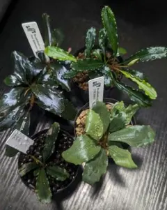 陰性水草の王様的存在【ブセファランドラ】AZ便 AW No.1 ケース内株