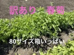 訳あり春菊 栃木県産 80サイズ箱（５キロ以内）　数量限定のサムネイル