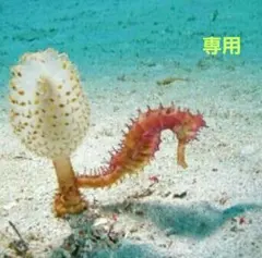 T様ご確認用