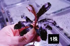 2026年最新】ブセファランドラ クダガンの人気アイテム - メルカリ