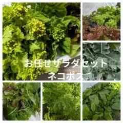 ②10　野菜詰め合わせ　農薬不使用　ネコポスサラダ野菜セット　お任せ詰め合わせ