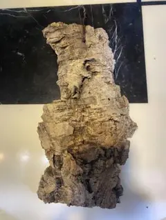 コルク　着生　爬虫類　ビカクシダ等に