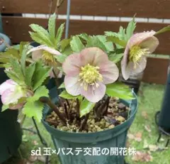 り*ん様 クリスマスローズ　セルフ交配種子　１０粒のサムネイル