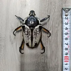 2026年最新】オオツノハナムグリ 標本の人気アイテム - メルカリ