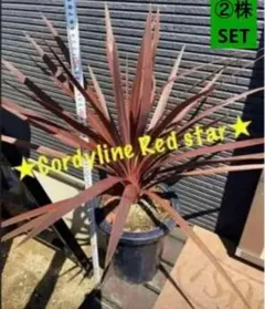 2025年最新】コルジリネレッドスターの人気アイテム - メルカリ