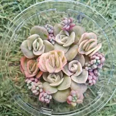 2025年最新】ラブリーローズ錦の人気アイテム - メルカリ