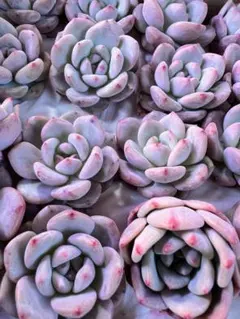 user_a074ee95様 リクエスト 4点 まとめ商品