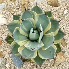 アガベ オリザバ OC株 アガベ オリザバ OC株 オリザバが1株から2株になった🤪 #agave