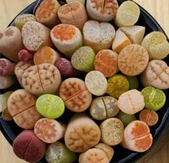 魅力いっぱい抜き苗30カラフルリトープス (*^v^*)のサムネイル