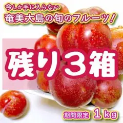 【残り3箱】奄美大島から美しいルビー色の南国フルーツ『すもも（プラム）１kg』のサムネイル