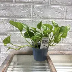 かこ様 リクエスト 2点 まとめ商品