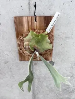 P. willinckii spore - メルカリ