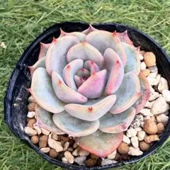 yurako様 リクエスト 2点 まとめ商品