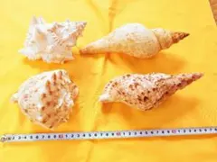 沖縄巻き貝10種類セット　法螺貝　アンボイナ貝他のサムネイル