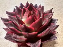 愛*す様 F2911新入荷　赤珠霞　エケベリア　多肉植物　撮影3月25日　大株