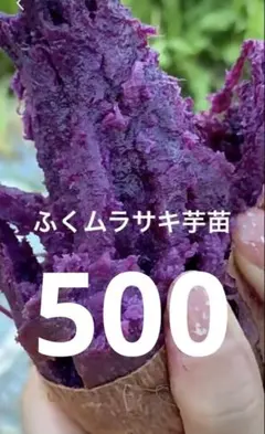 早期大量苗購入セール】千葉県産 ふくムラサキ苗500本 送料込み - メルカリ