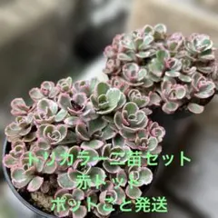 hiromin.chi様 リクエスト 2点 まとめ商品