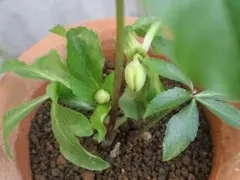 グッチ様 リクエスト 2点 まとめ商品