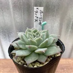 2025年最新】ホーリンゼの人気アイテム - メルカリ