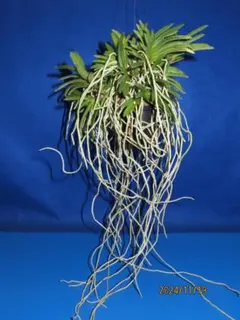 オオワシ様 リクエスト 2点 まとめ商品