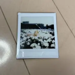 BLACKPINK お渡し会 メッセージカード 4枚 - メルカリ
