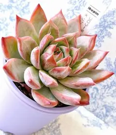 2025年最新】コロラータ 錦の人気アイテム - メルカリ