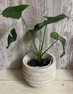 2025年最新】フィロデンドロンセロームの人気アイテム - メルカリ